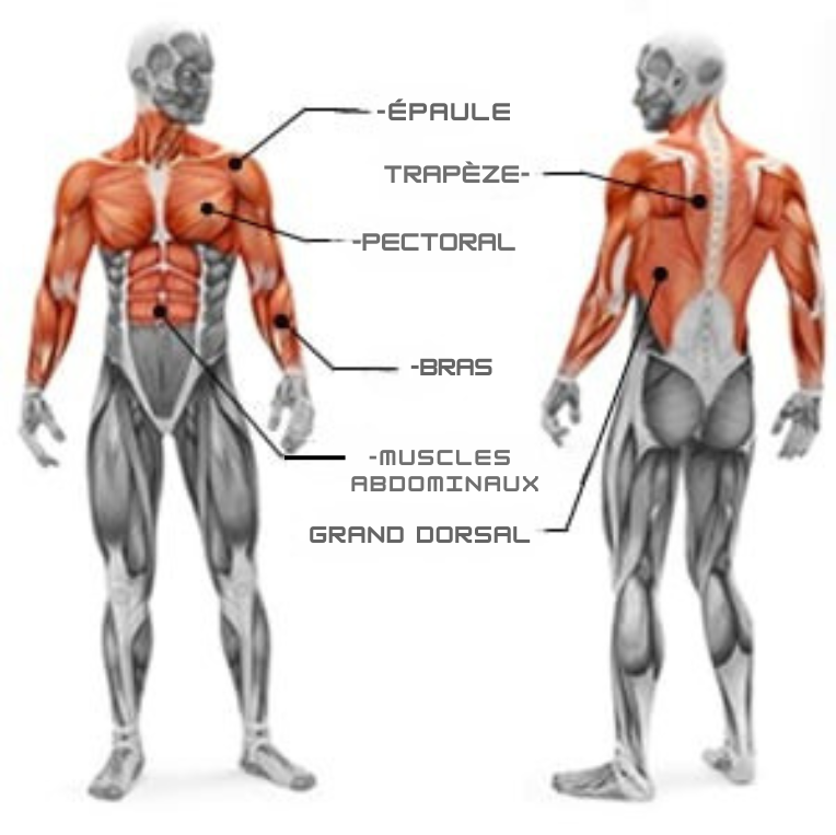 Exerceur Musculaire Bras & Haut du Corps